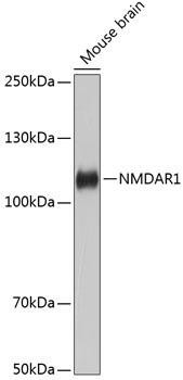NMDAR1 Rabbit Monoclonal Antibody (CAB11699)