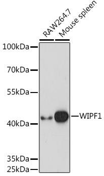 WIPF1 Rabbit Polyclonal Antibody (CAB17003)