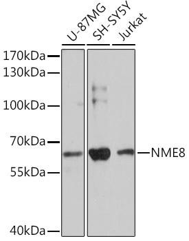 NME8 Rabbit Polyclonal Antibody (CAB17153)
