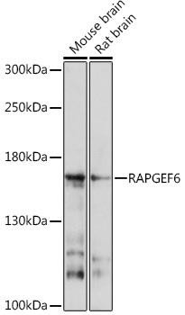 RAPGEF6 Rabbit Polyclonal Antibody (CAB17161)