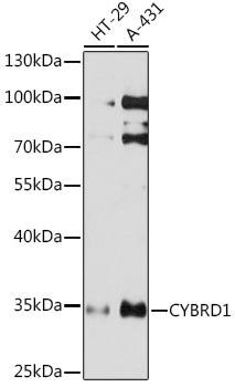 CYBRD1 Rabbit Polyclonal Antibody (CAB17215)