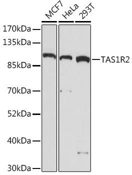 TAS1R2 Rabbit Polyclonal Antibody (CAB17218)