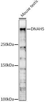 DNAH5 Polyclonal Antibody (CAB17472)