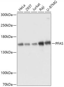 PFAS Rabbit Polyclonal Antibody (CAB17517)