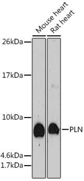 Anti-PLN Antibody (CAB17964)