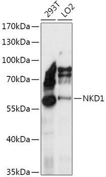 NKD1 Rabbit Polyclonal Antibody (CAB17799)