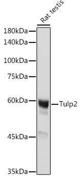Tulp2 Polyclonal Antibody (CAB18256)