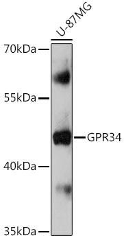 GPR34 Rabbit Polyclonal Antibody (CAB18306)