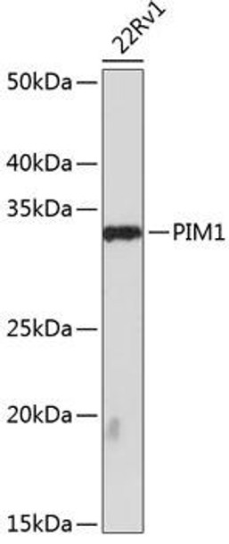 Anti-PIM1 Antibody (CAB19695)