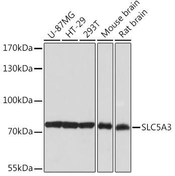 SLC5A3 Rabbit Polyclonal Antibody (CAB18380)