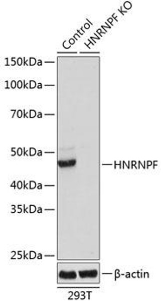Anti-HNRNPF Antibody (CAB19984)[KO Validated]