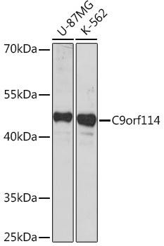 C9orf114 Rabbit Polyclonal Antibody (CAB18460)