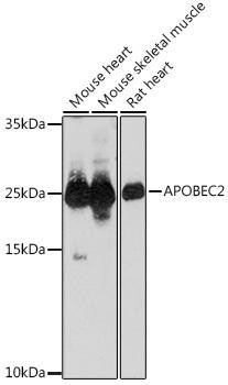 APOBEC2 Rabbit Polyclonal Antibody (CAB18653)