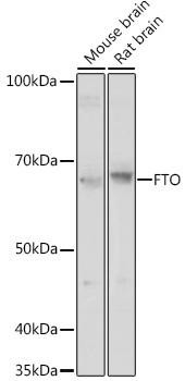 FTO Rabbit Polyclonal Antibody (CAB18672)
