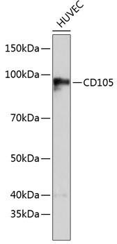 CD105 Rabbit Monoclonal Antibody (CAB19008)