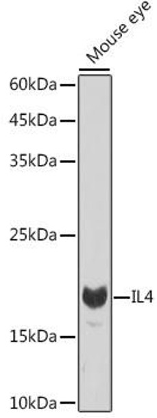 Anti-IL4 Antibody (CAB14660)