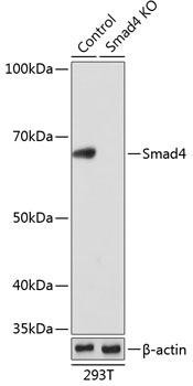 [KO Validated] Smad4 Rabbit Monoclonal Antibody (CAB19116)
