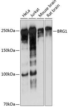 BRG1/SMARCA4 Rabbit Monoclonal Antibody (CAB19556)