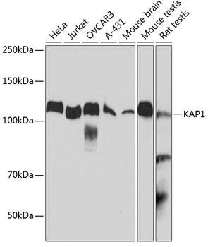 KAP1/TRIM28 Rabbit Monoclonal Antibody (CAB19568)
