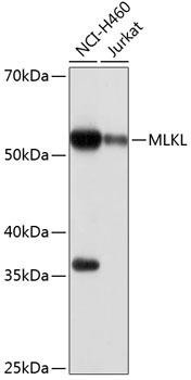 [KO Validated] MLKL Rabbit Monoclonal Antibody (CAB19685)