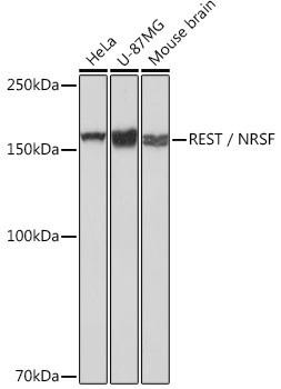 REST/NRSF Rabbit Monoclonal Antibody (CAB2415)