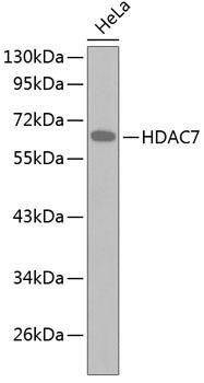 HDAC7 Rabbit Polyclonal Antibody (CAB2970)