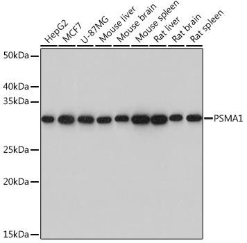 PSMA1 Rabbit Monoclonal Antibody (CAB3460)