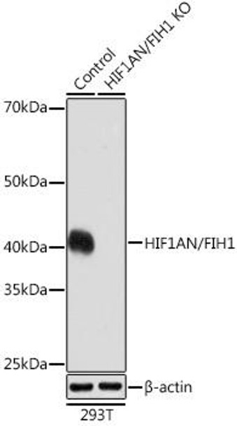[KO Validated] HIF1AN/FIH1 Rabbit Monoclonal Antibody (CAB3701)