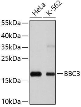 PUMA Rabbit Monoclonal Antibody (CAB3752)