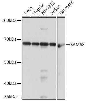KHDRBS1/Sam68 Rabbit Monoclonal Antibody (CAB3886)