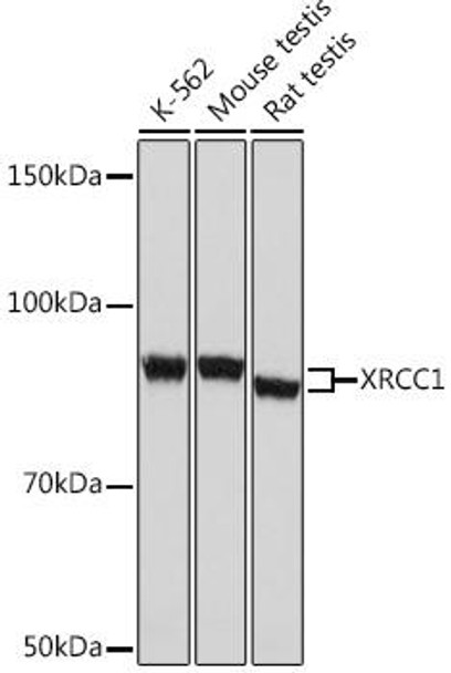 XRCC1 Rabbit Monoclonal Antibody (CAB4135)