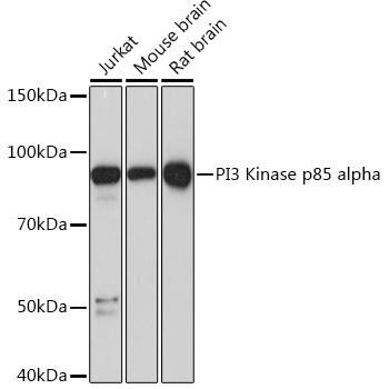 PI3 Kinase p85 alpha Rabbit Monoclonal Antibody (CAB4992)
