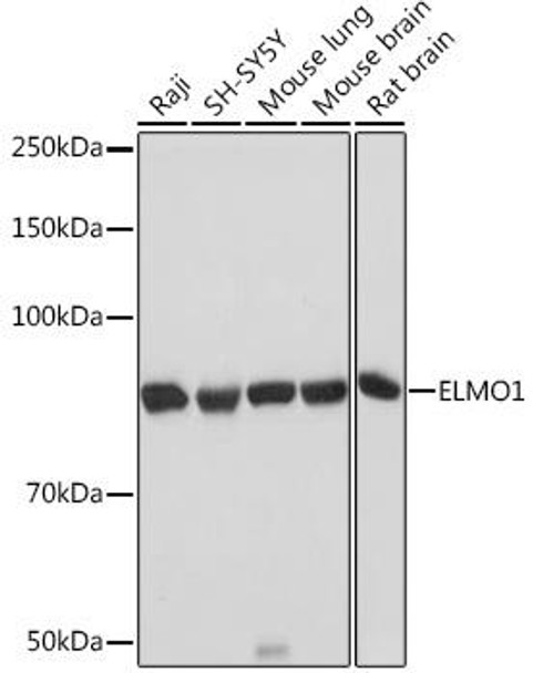 Anti-ELMO1 Antibody (CAB5169)