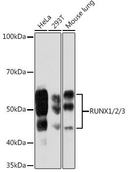 RUNX1/2/3 Rabbit Monoclonal Antibody (CAB5115)