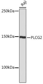 PLC gamma 2 (PLCG2) Rabbit Monoclonal Antibody (CAB5182)