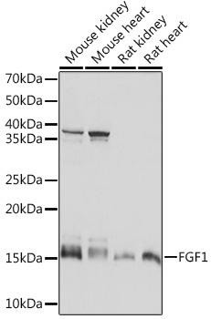 FGF1 Rabbit Monoclonal Antibody (CAB5900)