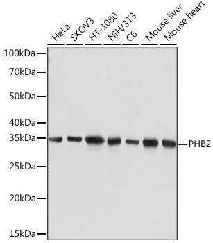 Prohibitin 2 (PHB2) Rabbit Monoclonal Antibody (CAB9144)