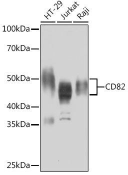 CD82 Rabbit Monoclonal Antibody (CAB9264)