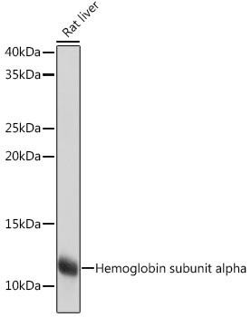 Hemoglobin subunit alpha (HBA1) Rabbit Monoclonal Antibody (CAB9293)
