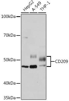 CD209 Rabbit Monoclonal Antibody (CAB9649)