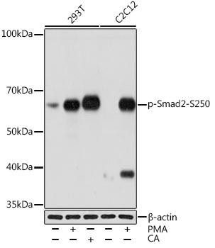 Phospho-Smad2-S250 Rabbit Monoclonal Antibody (CABP1007)