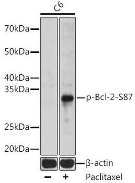 Phospho-Bcl-2-S87 Rabbit Polyclonal Antibody (CABP1071)