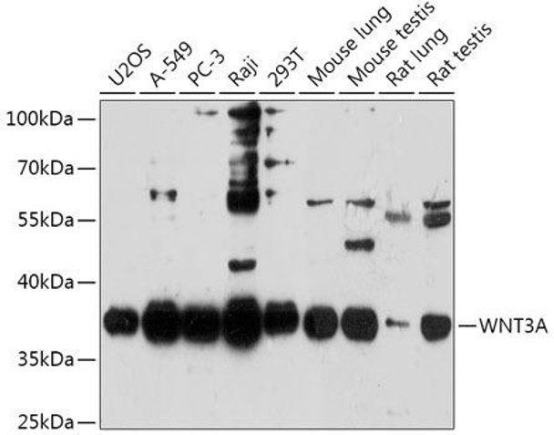 Anti-WNT3A Antibody (CAB0642)