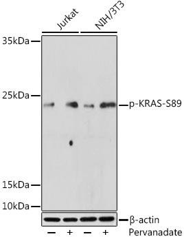 Phospho-KRAS-S89 Rabbit Polyclonal Antibody (CABP1168)