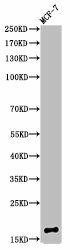 Mono-Methyl-Histone H3 (K80) Antibody (PACO00064)