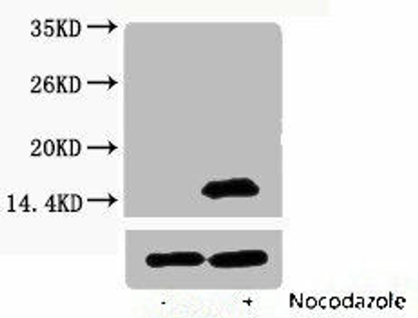 Phospho-Histone H3 (Thr6) Antibody (PACO00117)