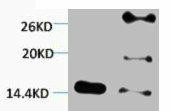 Di-Methyl-Histone H2B (Lys5) Antibody (PACO00147)