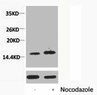 Phospho-Histone H1 (Thr3) Antibody (PACO00167)