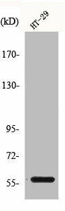 CLK4 Antibody (PACO00613)