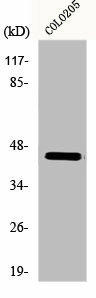 MAEA Antibody (PACO00758)